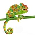 The value of chameleon workers