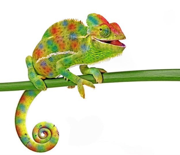 The value of chameleon workers