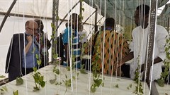 Photo/International Institute of Tropical Agriculture/Flickr