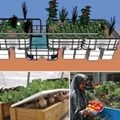 Teaching food production to families in Egypt