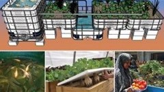 Teaching food production to families in Egypt