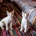 Cats selling carpets. © Nailia Schwarz –