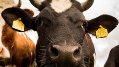 ENOUGH: Global food production under threat, innovation needed