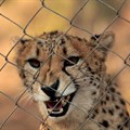 Cheetah Centre