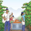 First Comic Contracts introduced to ClemenGold fruit-pickers