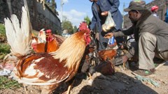 FAO calls for increased vigilance as avian influenza virus H5N1 advances