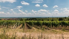 #WeeklyWineWrap: Chilean winemaker experiments with dynamite in subsoil