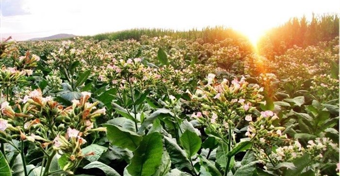 SAA's biofuel project takes off with first flights