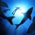 South Africa's great white sharks face extinction: study