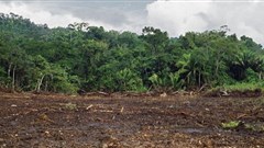 Better forest management needed for building sustainable agriculture