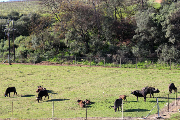 Old charm at Webersburg