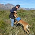 Conservation Detection Dog Project