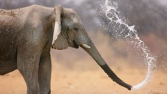 African countries square up for battle over future of ivory trade ban