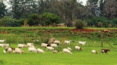 Investing in science can help put food on Africa's plates