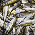 Caution urged over horse mackerel quota