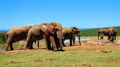 Ten reasons why you should self-drive through Namibia's Etosha National Park