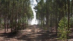 Egypt uses sewage to grow forests in the desert