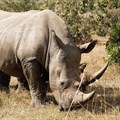 Zimbabwe dehorns rhinos to curb poaching