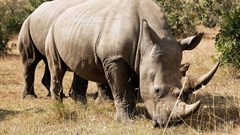 Zimbabwe dehorns rhinos to curb poaching