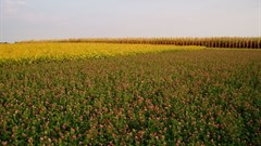 Image by Tawanda Marandure