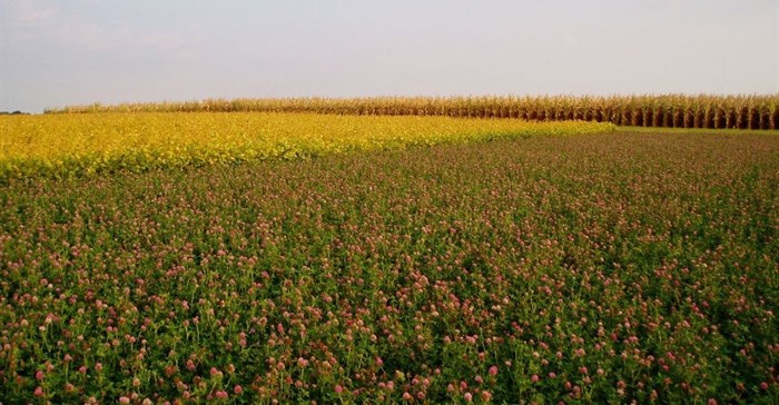 Image by Tawanda Marandure