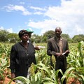 - Simnai and Phillip Tshuma, smallholder farmers from Hwange, Zimbabwe, show off their sorghum crop planted using fertilizers. Photo: Busani Bafana