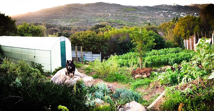 #BizsoeknBoer: Meet urban farmer Pierre van der Spuy