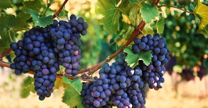 Making wine takes a lot of energy. How South Africa's vintners can cut back