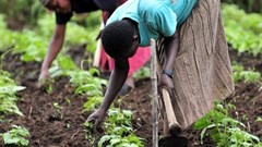 From farmers and traders to knowledge artisans