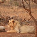 New lion blood line introduced in iSimangaliso Wetland Park