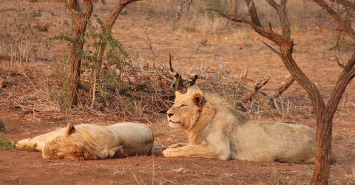 New lion blood line introduced in iSimangaliso Wetland Park
