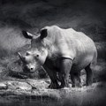 'Vietnam must tackle rhino horn trade or face sanctions' - WWF