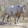 Rhino horn and conservation: to trade or not to trade, that is the question