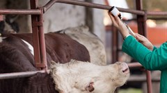 Addressing antimicrobial resistance on our farms and in our food