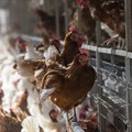 Compass Group commits to cage-free eggs only in global supply chain