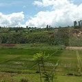 Fanny Schertzer via  - Rwanda, rice fields
