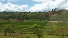 Fanny Schertzer via  - Rwanda, rice fields