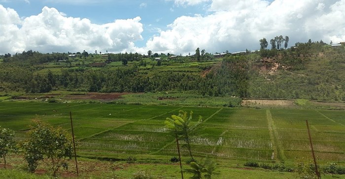 Fanny Schertzer via  - Rwanda, rice fields