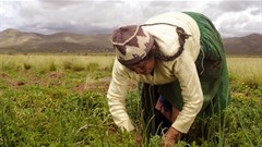 Harvest season expected to grow Ghana agri-tech startup