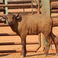 #InnovationMonth: Cape buffalo conceived through IVF