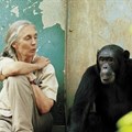 G Adventures launches Jane Goodall Collection