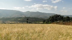 Bernard Gagnon via  - Tef in Ethiopia