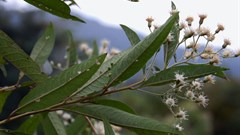 Mystery 'Cyclone' invader a growing headache for Zimbabwe