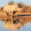 The ban on rhino horn sales leaves open the question of conservation funding
