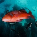 Improved management needed to unlock further value from oceans - report