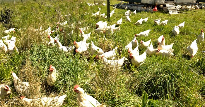 What cage-free means with Braam Malherbe