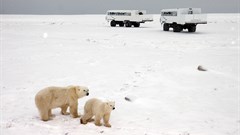 Canada, Manitoba Churchill Polar Bear truck operator