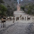 iSimangaliso's wild cat and dog population gets a boost
