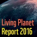 Humanity decimating planetary wildlife: report