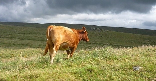 PublicDomainPictures via